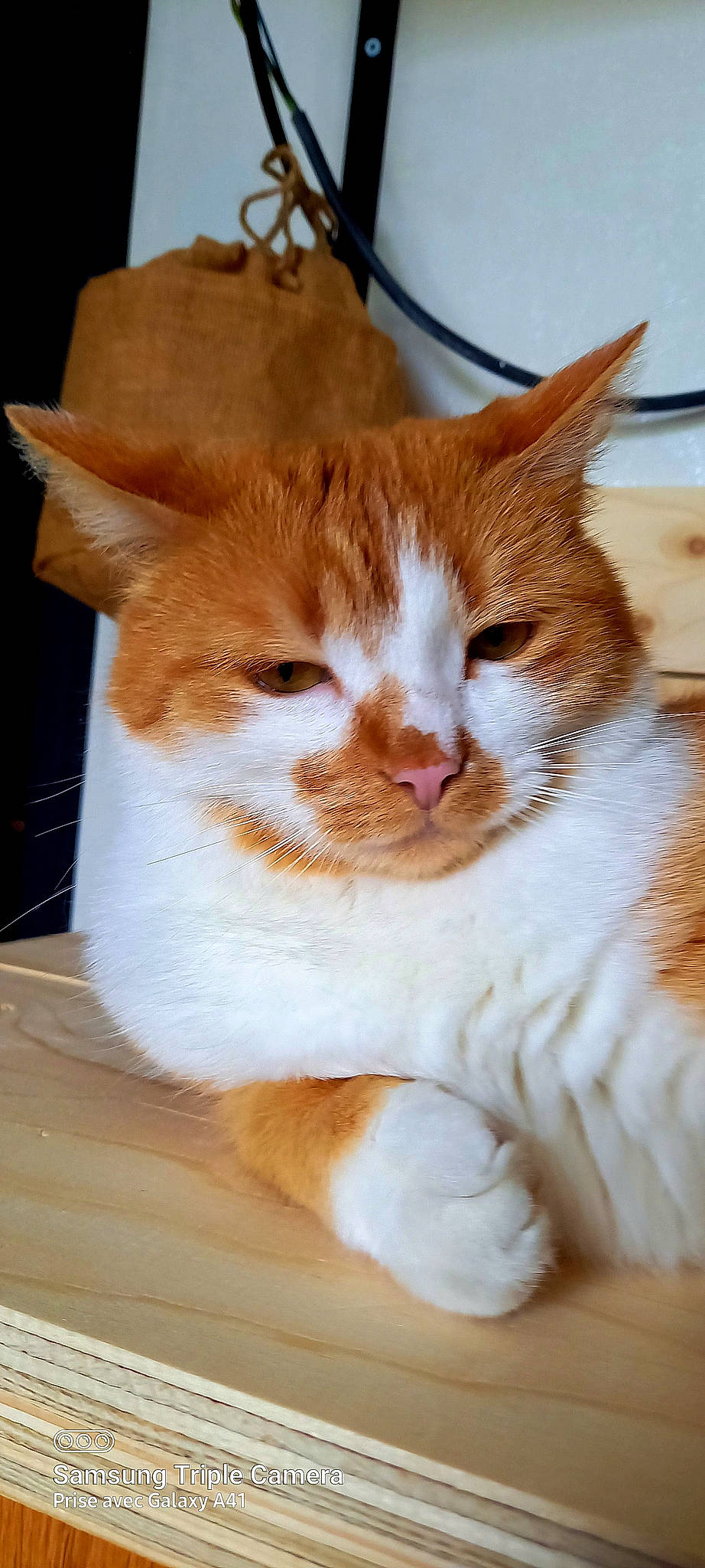 Foxy a rejoint le concours — aidez-le/la à gagner de superbes lots ! carnivore, cat, claw, comfort, domestic_short_haired_cat, fawn, felidae, foot, fur, paw, small_to_medium_sized_cats, snout, tail, whiskers, wood