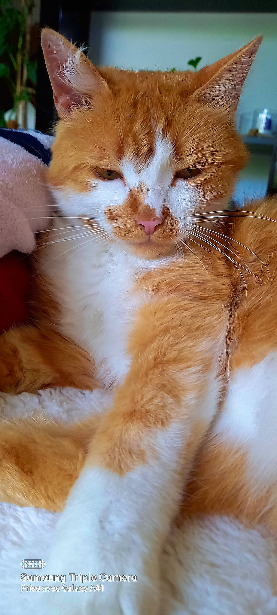 Foxy participe au concours pour gagner de l'argent avec cette photo : carnivore, cat, claw, comfort, domestic_short_haired_cat, fawn, felidae, fur, gesture, paw, peach, small_to_medium_sized_cats, snout, tail, terrestrial_animal, whiskers, wood