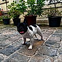Aïko a rejoint le concours — aidez-le/la à gagner de superbes lots ! dog, french_bulldog, puppy, pet, animal, cobblestone, potted_plants, plant_pots, courtyard, pavement, outdoor, stone_path, tongue_out, black_and_white, ears, standing, close_up, happy, sidewalk, daylight