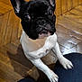 Aïko a rejoint le concours — aidez-le/la à gagner de superbes lots ! dog, french_bulldog, puppy, pet, indoor, hardwood_floor, paws, ears, big_eyes, black_and_white, close_up, portrait, looking_up, curious, cute, whiskers, nose, sitting, human_legs, reflection