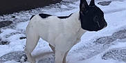Aïko participe au concours pour gagner de l'argent avec cette photo : dog, french_bulldog, pet, snow, winter, outdoors, standing, black_and_white, fur, ears, paws, pavement, footprints, cold, profile, muzzle, portrait, animal, companion, looking_away