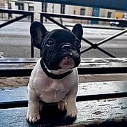 Aïko participe au concours pour gagner de l'argent avec cette photo : puppy, french_bulldog, dog, black_and_white, bench, outdoor, pet, animal, ears, cute, small, young, wood, urban, street, collar, fur, face, sitting, looking_up