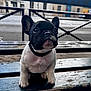 puppy, french_bulldog, dog, black_and_white, bench, outdoor, pet, animal, ears, cute, small, young, wood, urban, street, collar, fur, face, sitting, looking_up