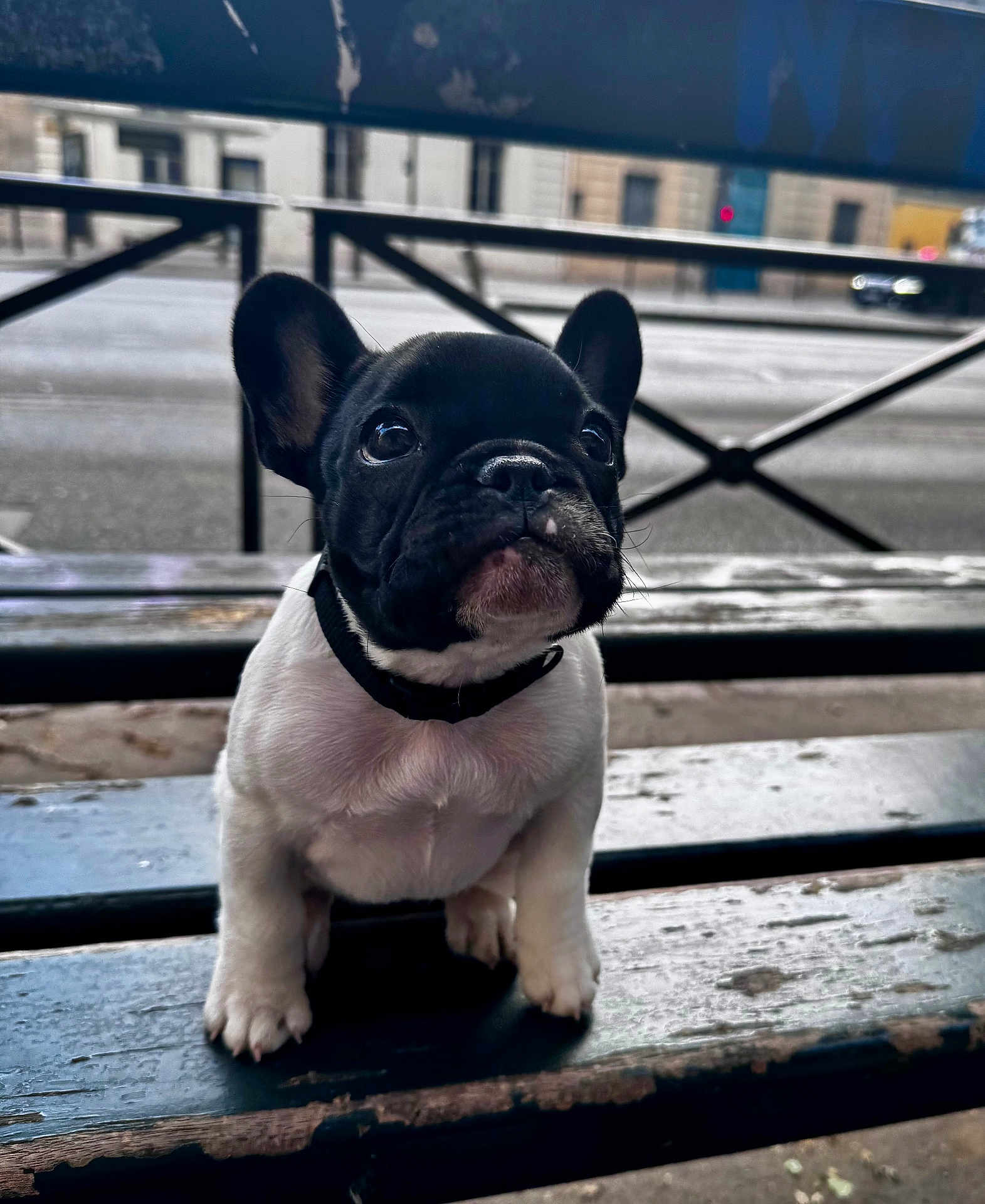 Aïko participe au concours pour gagner de l'argent avec cette photo : puppy, french_bulldog, dog, black_and_white, bench, outdoor, pet, animal, ears, cute, small, young, wood, urban, street, collar, fur, face, sitting, looking_up