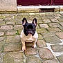 dog, french_bulldog, pet, cobblestone, pavement, outdoor, sitting, black_and_white, short_muzzle, upright_ears, cute, portrait, close_up, paws, nose, eyes, doorway, stone_texture, moss, small_plant