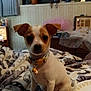 Coconut joined the competition — help win amazing prizes! puppy, dog, pet, collar, indoor, blanket, bedroom, furniture, plant, decor, cute, small_dog, animal, sitting, young, ears, face, eyes, domestic, cozy