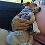 Coconut is registered to the contest to win money with this photo: puppy, dog, sleeping, car, window, hand, person, clothing, purple_outfit, cute, pet, resting, human, seatbelt, indoor, closeup, comfort, animal, nap, cuddle