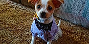 Coconut is registered to the contest to win money with this photo: dog, puppy, small_dog, clothing, purple_outfit, carpet, couch, indoor, pet, cute, ears, eyes, tail, sitting, looking, fur, animal, domestic, companion, adorable