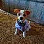 dog, puppy, small_dog, clothing, purple_outfit, carpet, couch, indoor, pet, cute, ears, eyes, tail, sitting, looking, fur, animal, domestic, companion, adorable