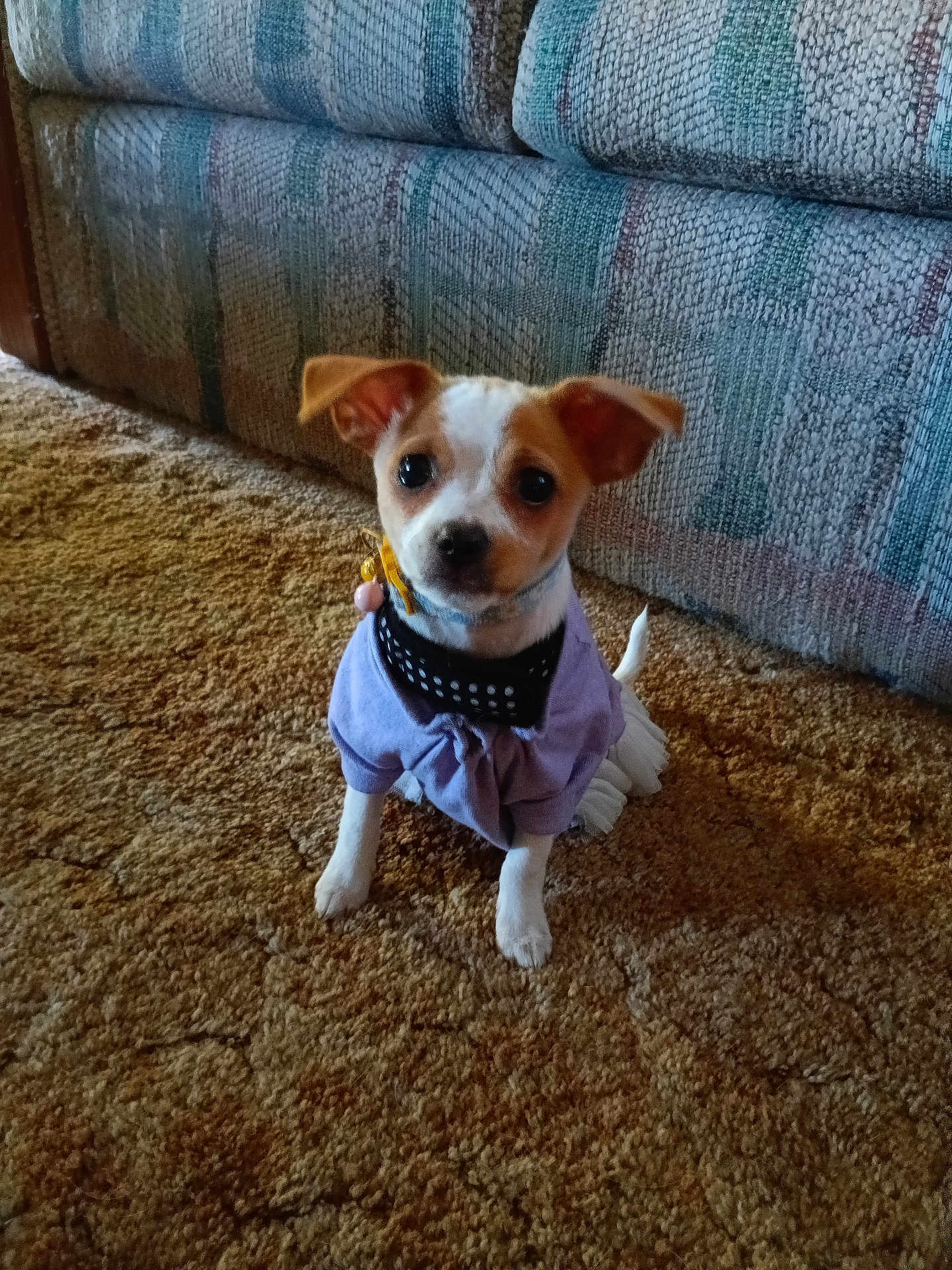 Coconut is registered to the contest to win money with this photo: dog, puppy, small_dog, clothing, purple_outfit, carpet, couch, indoor, pet, cute, ears, eyes, tail, sitting, looking, fur, animal, domestic, companion, adorable