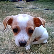 Coconut is registered to the contest to win money with this photo: dog, puppy, grass, outdoor, pet, animal, brown, white, cute, close_up, garden, blurred_background, small_dog, ears, nose, eyes, yard, nature, young_dog, canine