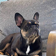 Ellie joined the competition — help win amazing prizes! dog, french_bulldog, pet, animal, canine, sitting, resting, outdoor_furniture, chair, gray, fur, paw, ears, nose, face, portrait, domestic_animal, relaxed, companion, couch
