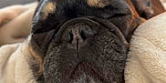 Ellie is registered to the contest to win money with this photo: dog, french_bulldog, sleeping, blanket, cozy, close_up, pet, indoor, cute, fur, wrinkled_face, black_brown, nose, ears, resting, comfort, domestic_animal, animal, snout, warm