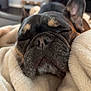 dog, french_bulldog, sleeping, blanket, cozy, close_up, pet, indoor, cute, fur, wrinkled_face, black_brown, nose, ears, resting, comfort, domestic_animal, animal, snout, warm