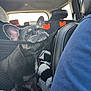 Ellie is registered to the contest to win money with this photo: dog, french_bulldog, pet, car_interior, mesh_divider, seat, headrest, black_coat, animal, relaxed, chin_resting, window, daylight, close_up, domestic_animal, transport, cushion, seatbelt, fabric, vehicle
