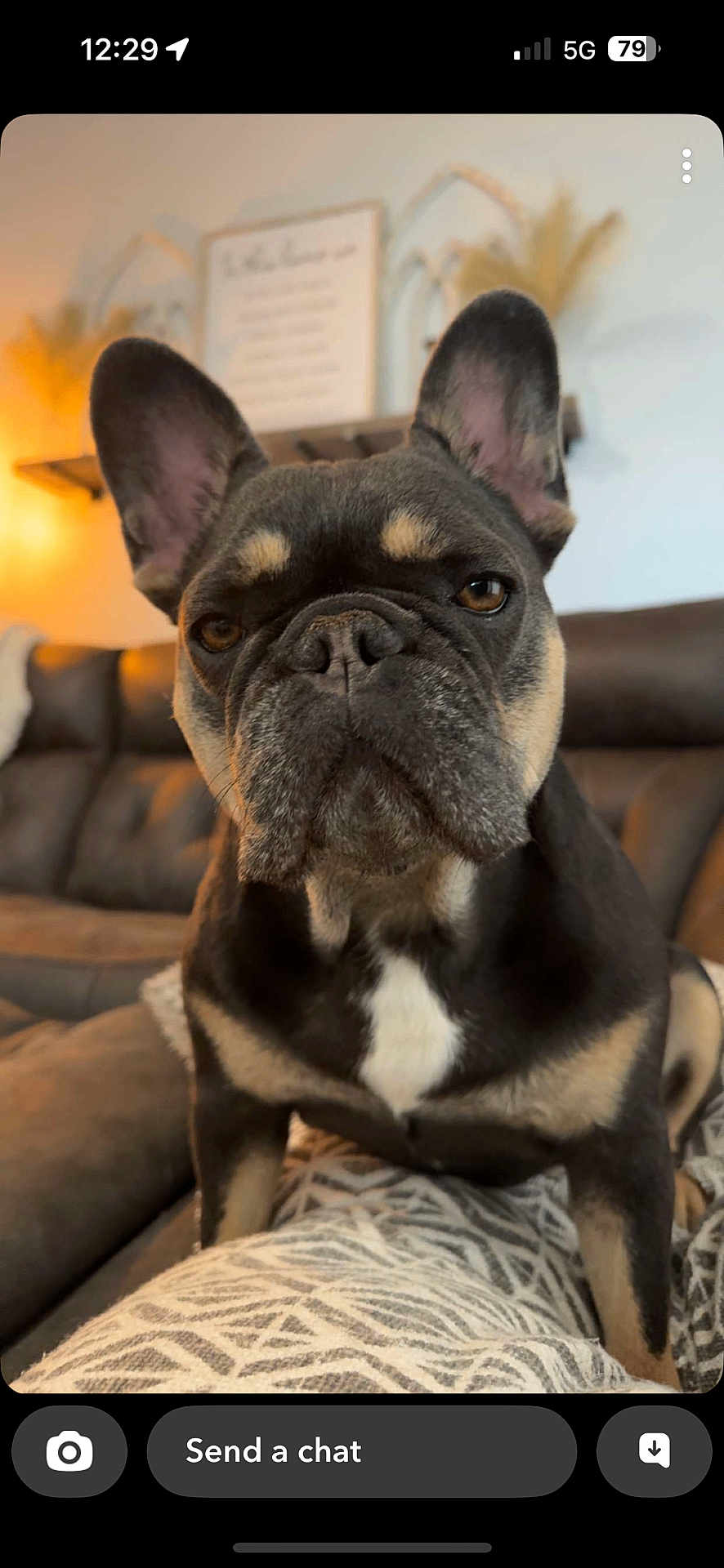 Ellie joined the competition — help win amazing prizes! dog, french_bulldog, pet, close_up, indoor, living_room, blanket, sofa, brown, black, white, ears, face, animal, cute, canine, fur, paw, home, cozy