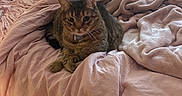 Akita joined the competition — help win amazing prizes! animal, bed, blanket, cat, cozy, curtains, domestic, fur, furniture, indoor, lamp, pet, pink, relaxed, resting, sleepy, soft, tabby, window, wood_floor