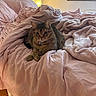 animal, bed, blanket, cat, cozy, curtains, domestic, fur, furniture, indoor, lamp, pet, pink, relaxed, resting, sleepy, soft, tabby, window, wood_floor