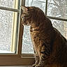 Akita joined the competition — help win amazing prizes! animal, cat, cozy, daylight, ears, feline, fur, house, indoor, looking_out, nature, pet, profile, sitting, snow, tabby, whiskers, window, windowsill, winter