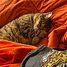 Akita joined the competition — help win amazing prizes! animal, blanket, casual, cat, closeup, comfort, cozy, curled_up, domestic, fur, indoor, orange_blanket, pet, relaxation, resting, sleeping, soft_texture, tabby, tshirt, warm_colors