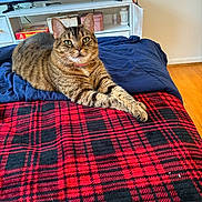 Akita joined the competition — help win amazing prizes! animal, bed, black, blanket, cat, ears, floor, fur, furniture, home, indoor, navy, pet, plaid, red, relaxed, tabby_cat, television, whiskers, wooden_floor