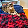 animal, bed, black, blanket, cat, ears, floor, fur, furniture, home, indoor, navy, pet, plaid, red, relaxed, tabby_cat, television, whiskers, wooden_floor