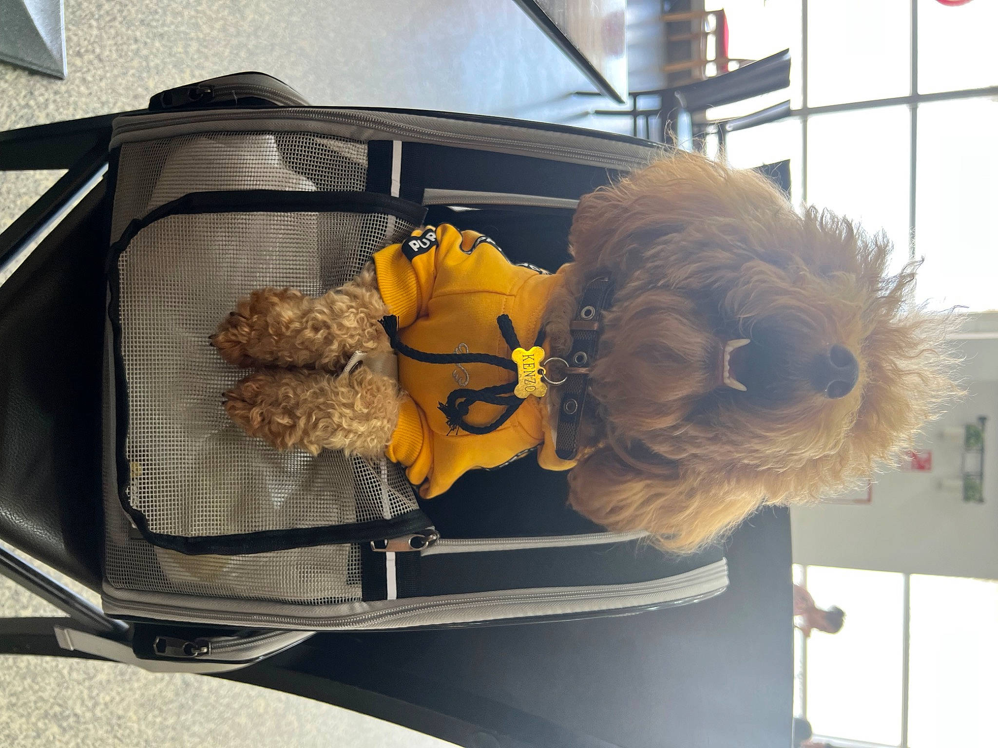 Kenzo joined the competition — help win amazing prizes! art, automotive_exterior, bag, fur, gas, luggage_and_bags, metal, room, stuffed_toy, suitcase, teddy_bear, toy, travel, trunk, wood