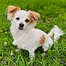 puppy, dog, white_fur, tan_fur, floppy_ears, brown_eyes, black_nose, grass, outdoor, garden, lawn, sitting, pet, cute, fluffy, small_dog, animal, portrait, nature, tail