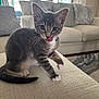 kitten, cat, gray_tabby, white_paws, white_chest, licking_lips, couch, living_room, pillows, sofa, indoor, natural_light, pet, cute, feline, whiskers, playful, young_cat, texture, cozy