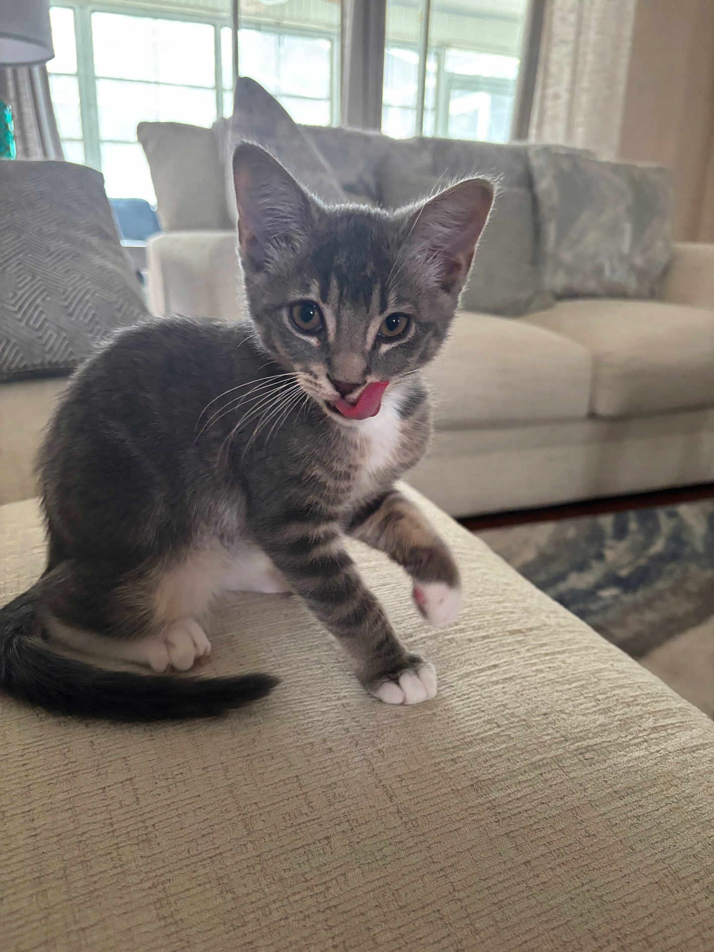 Harley is registered to the contest to win money with this photo: kitten, cat, gray_tabby, white_paws, white_chest, licking_lips, couch, living_room, pillows, sofa, indoor, natural_light, pet, cute, feline, whiskers, playful, young_cat, texture, cozy