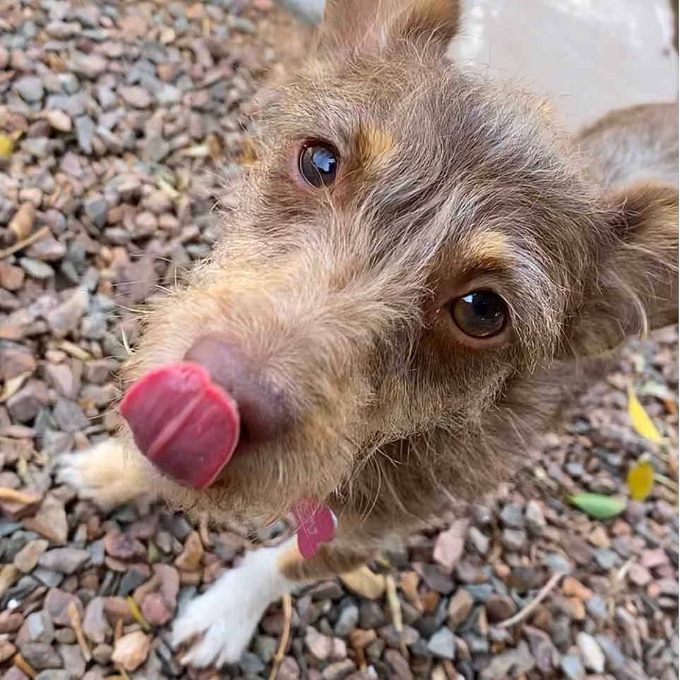 Doña Coco joined the competition — help win amazing prizes! animal, brown_fur, canine, close_up, curious, dog, ears, face, fur, grass, licking_nose, nature, outdoor, pet, portrait, rocks, sidewalk, texture, tongue, white_paw