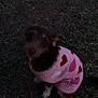 dog, sweater, pink, hearts, grass, outdoor, pet, animal, cute, small_dog, low_light, evening, looking_up, cozy, fall, winter, canine, adorable, puppy, clothing