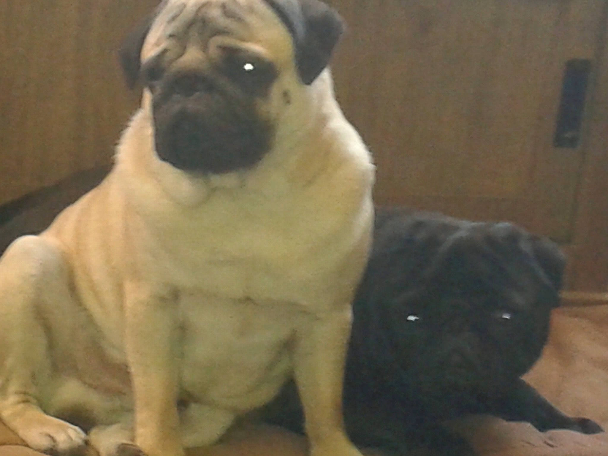 Héros participe au concours pour gagner de l'argent avec cette photo : ancient_dog_breeds, canidae, carnivore, companion_dog, dog, dog_breed, door, fawn, fur, non_sporting_group, photograph, pug, puppy, snout, sporting_group, terrestrial_animal, toy_dog, whiskers, working_animal, wrinkle