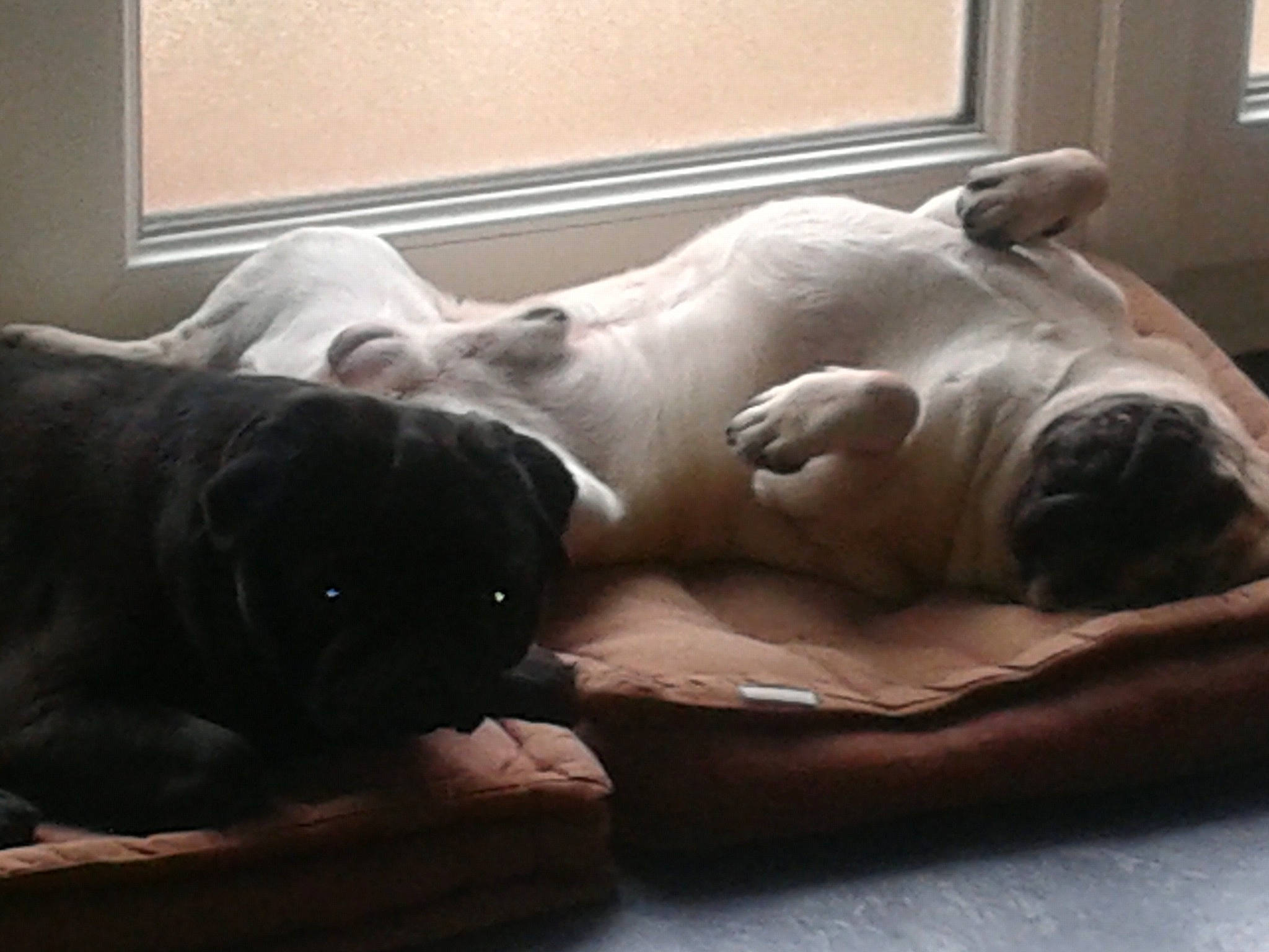 Héros participe au concours pour gagner de l'argent avec cette photo : art, carnivore, chest, comfort, companion_dog, dog, dog_breed, fawn, felidae, grey, house, linens, mammal, sculpture, snout, statue, terrestrial_animal, whiskers, working_animal, wrinkle