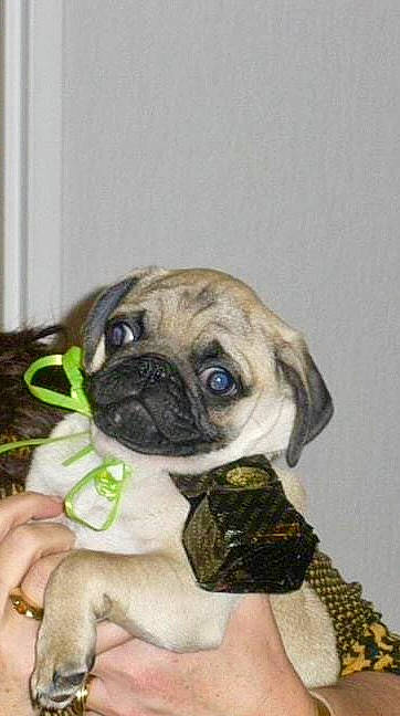 Héros a rejoint le concours — aidez-le/la à gagner de superbes lots ! ancient_dog_breeds, canidae, carnivore, companion_dog, dog, dog_breed, dog_supply, fawn, fur, grass, non_sporting_group, pug, puppy, snout, sporting_group, terrestrial_animal, toy_dog, whiskers, working_animal, wrinkle