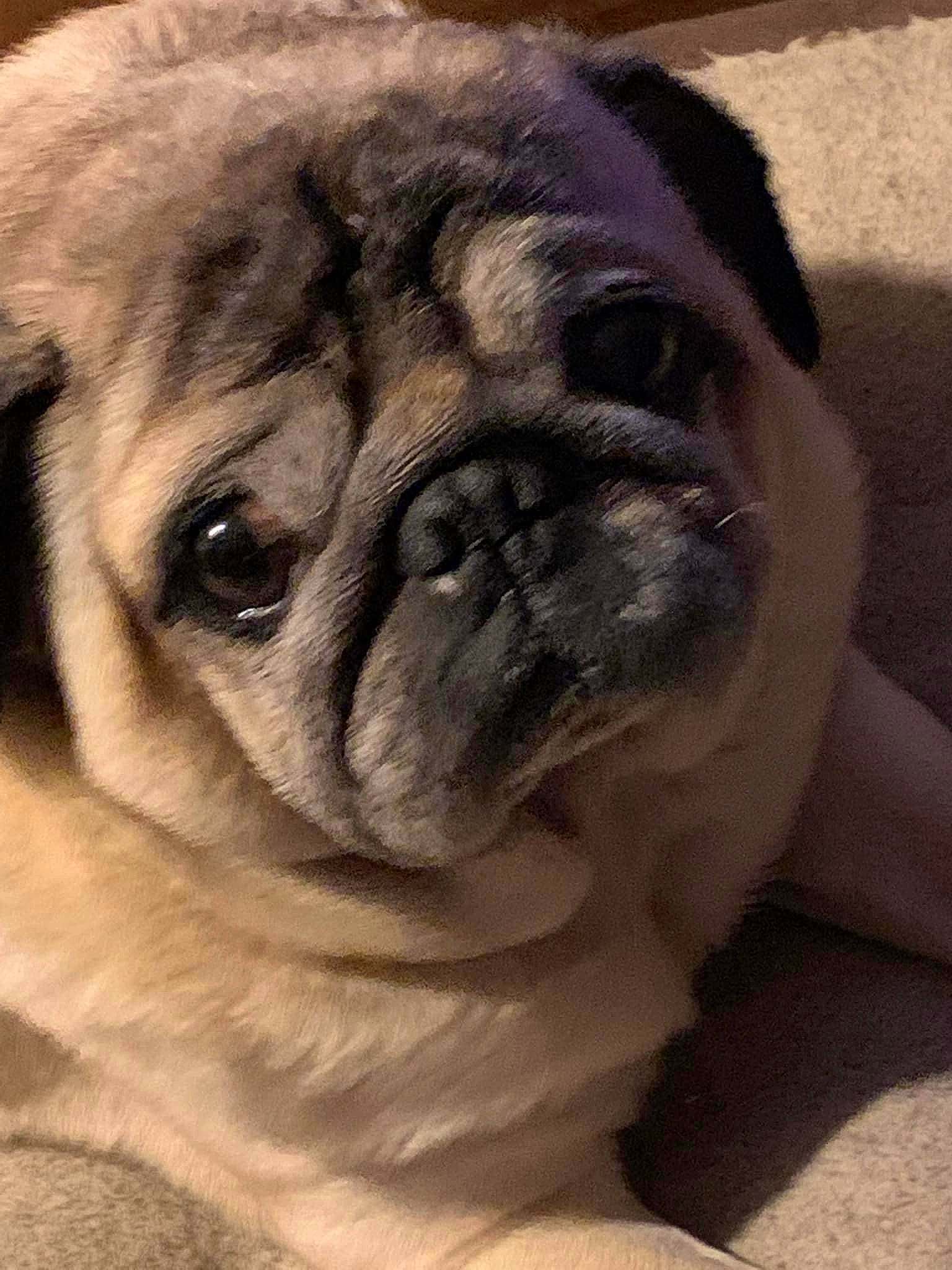 Héros participe au concours pour gagner de l'argent avec cette photo : canidae, carnivore, companion_dog, dog, dog_breed, eye, fawn, fur, head, human_body, iris, non_sporting_group, pug, snout, sporting_group, terrestrial_animal, toy_dog, whiskers, working_animal, wrinkle