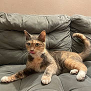 Mocca is registered to the contest to win money with this photo: cat, calico, tongue_out, couch, gray_couch, indoor, pet, feline, whiskers, paws, relaxed, fur, animal, domestic_cat, cute, playful, resting, household, living_room, tabby