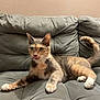 cat, calico, tongue_out, couch, gray_couch, indoor, pet, feline, whiskers, paws, relaxed, fur, animal, domestic_cat, cute, playful, resting, household, living_room, tabby