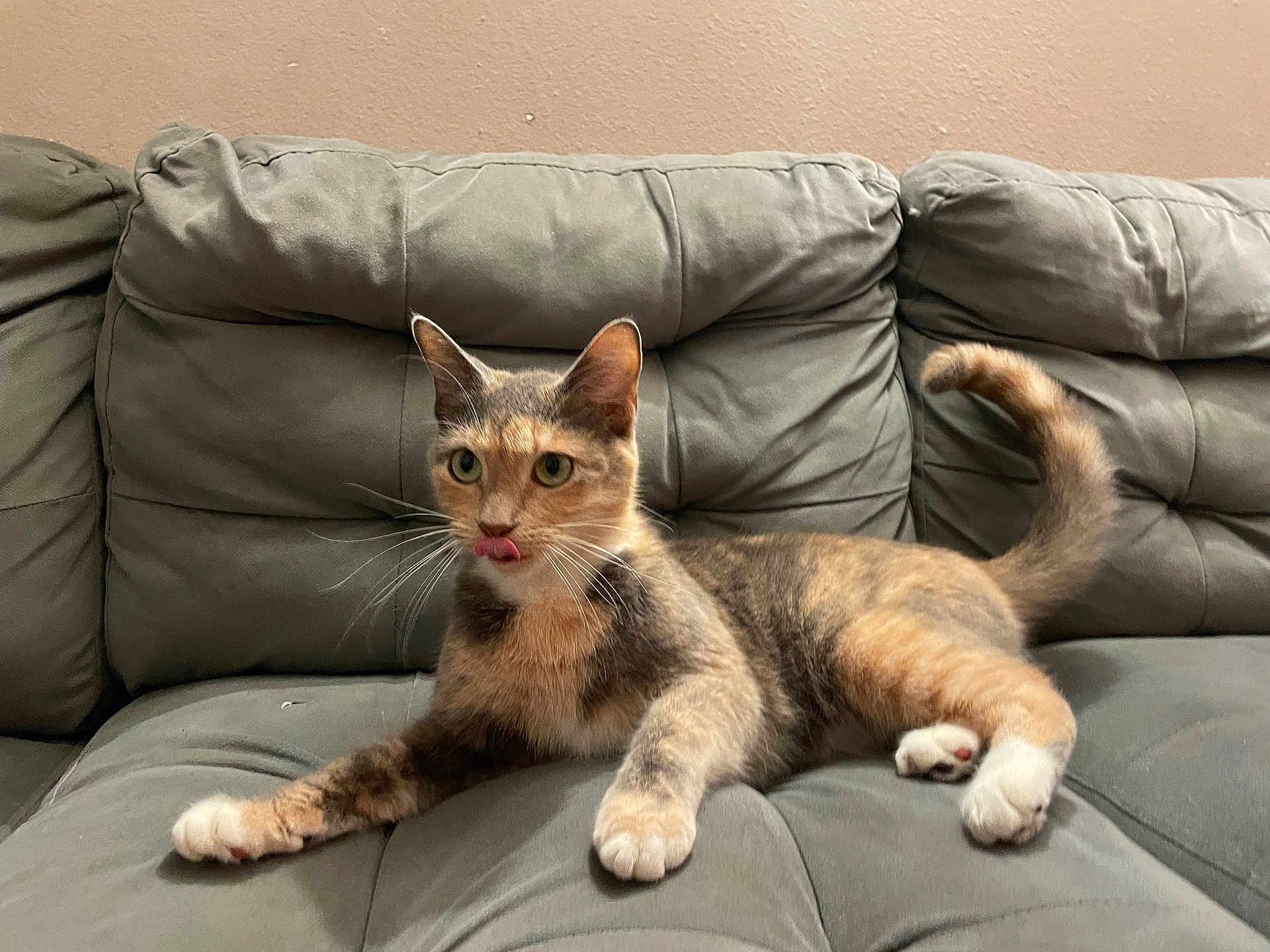 Mocca is registered to the contest to win money with this photo: cat, calico, tongue_out, couch, gray_couch, indoor, pet, feline, whiskers, paws, relaxed, fur, animal, domestic_cat, cute, playful, resting, household, living_room, tabby