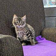 Calypso is registered to the contest to win money with this photo: armchair, brown, cat, cozy, curious, cute, domestic_animal, ears, feline, furniture, home, indoor, kitten, pet, purple_blanket, sitting, tabby, texture, whiskers, young_animal