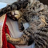 Calypso joined the competition — help win amazing prizes! animal, bed, blanket, cat, comfort, cozy, cute, feline, fur, indoor, nap, paw, pet, relaxed, resting, sleeping, soft, striped, tabby, whiskers