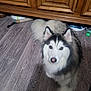 close_up, dog, ears, eyes, floor_pattern, fluffy, fur, home_interior, husky, indoor, looking_at_camera, nose, pet, pet_bowl, portrait, sitting, tail, toy, wood_floor, wooden_cabinet