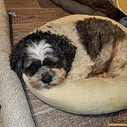 Youky participe au concours pour gagner de l'argent avec cette photo : animal, bed, black_and_white, canine, companion, cozy, curled_up, cute, dog, domestic, fur, home, indoor, laying_down, pet, relaxed, resting, sleeping, soft_bed, wooden_floor