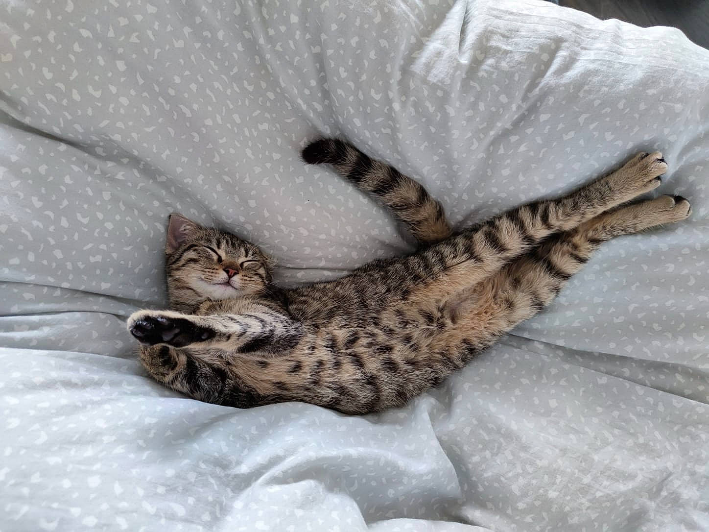 Lyly a rejoint le concours — aidez-le/la à gagner de superbes lots ! bed, carnivore, cat, cat_bed, claw, comfort, domestic_short_haired_cat, fawn, felidae, fur, grey, paw, plant, small_to_medium_sized_cats, snout, snow, tail, terrestrial_animal, textile, whiskers