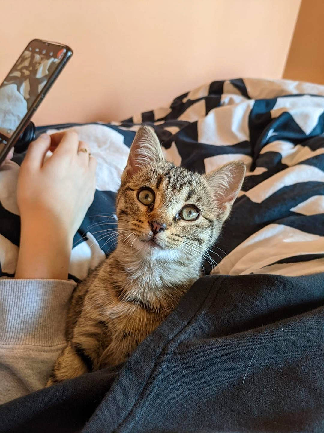 Lyly participe au concours pour gagner de l'argent avec cette photo : carnivore, cat, comfort, communication_device, domestic_short_haired_cat, fawn, felidae, fur, hand, linens, mobile_device, mobile_phone, portable_communications_device, sitting, small_to_medium_sized_cats, table, tablet_computer, telephony, textile, whiskers