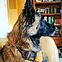 dog, german_shepherd, pet, indoor, chair, harness, brown_fur, black_fur, side_view, sitting, bookshelf, books, photograph, furniture, portrait, domestic_animal, looking_away, close_up, living_room, orange