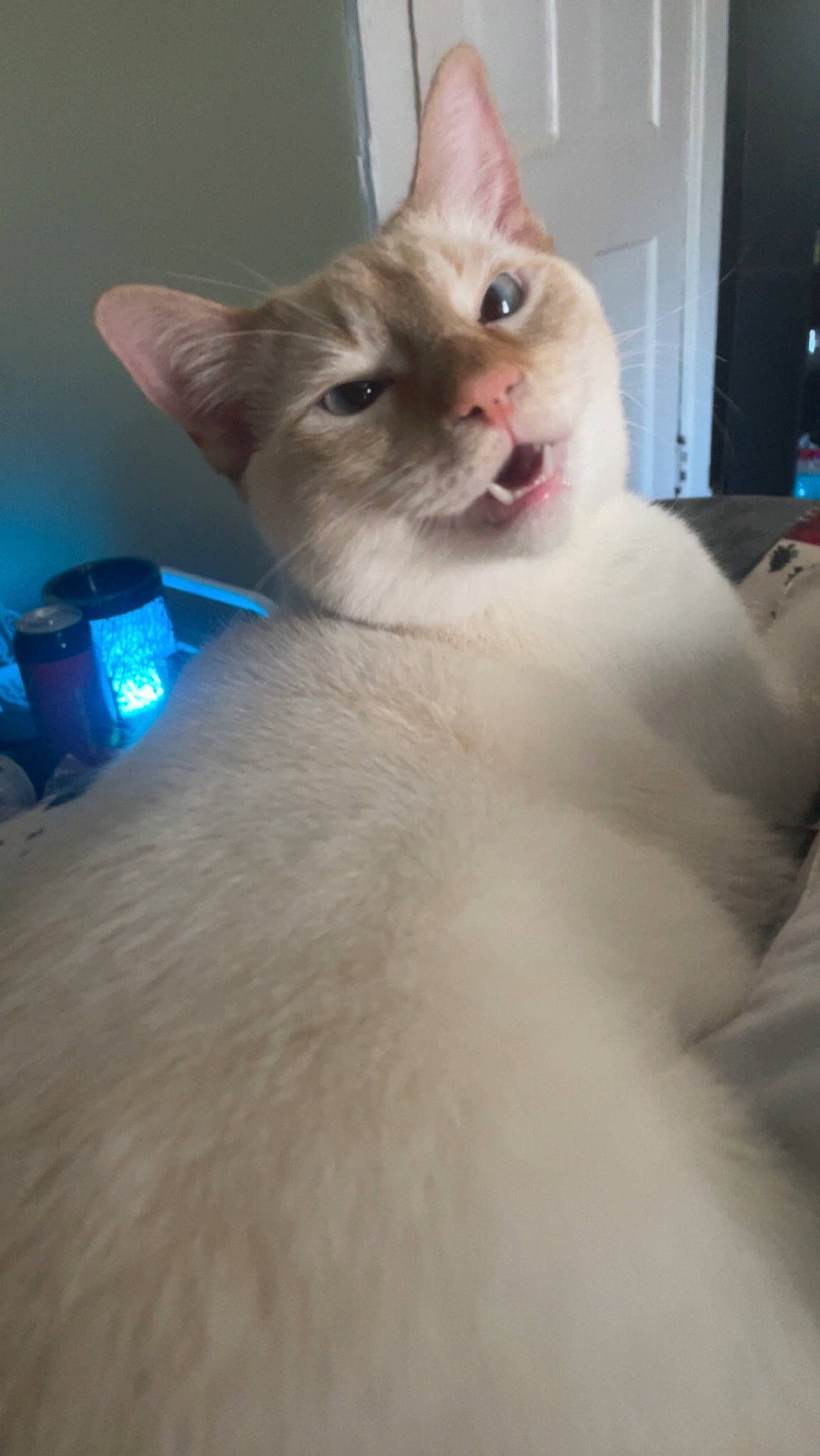 Hades joined the competition — help win amazing prizes! carnivore, cat, comfort, domestic_short_haired_cat, felidae, fur, paw, small_to_medium_sized_cats, snout, tail, whiskers