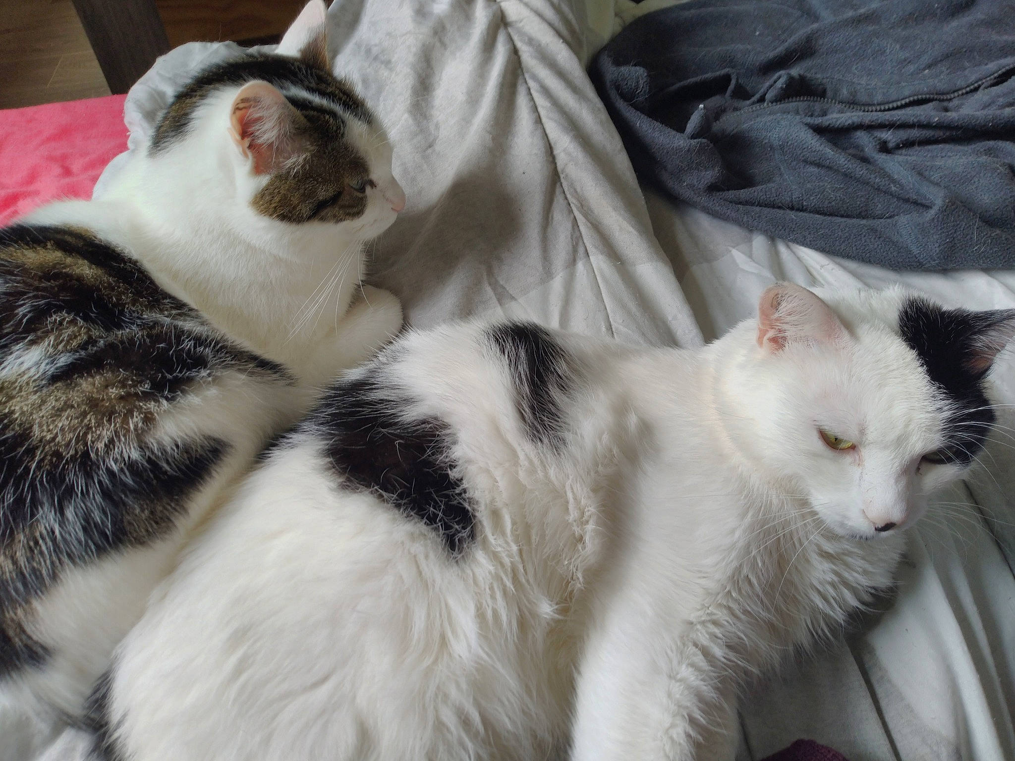 Anubis Et Osiris participe au concours pour gagner de l'argent avec cette photo : aegean_cat, american_wirehair, asian, carnivore, cat, domestic_short_haired_cat, ear, european_shorthair, eye, felidae, fur, japanese_bobtail, kitten, mammal, polydactyl_cat, small_to_medium_sized_cats, tail, turkish_van, vertebrate, whiskers