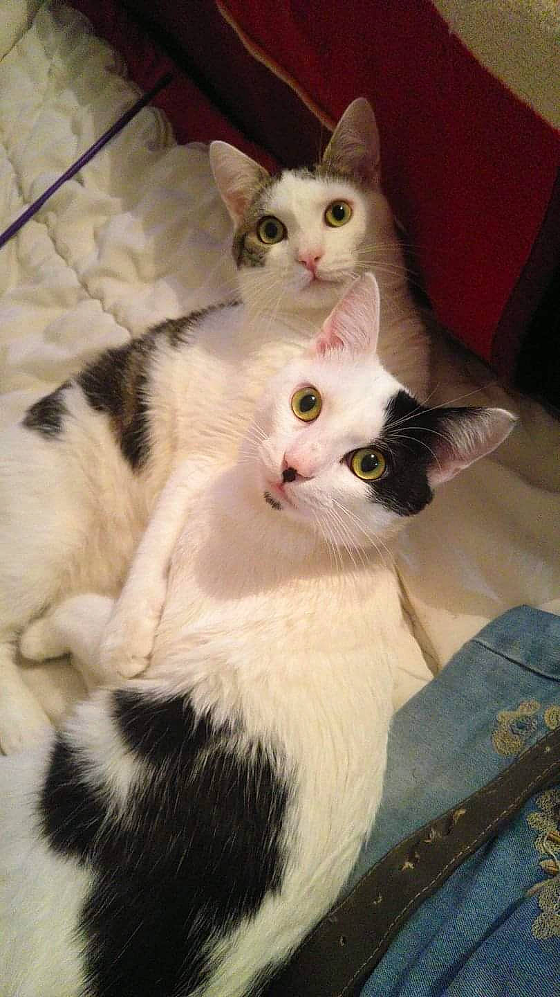 Anubis Et Osiris a rejoint le concours — aidez-le/la à gagner de superbes lots ! aegean_cat, american_wirehair, arabian_mau, carnivore, cat, domestic_short_haired_cat, european_shorthair, eye, felidae, japanese_bobtail, javanese, khao_manee, kitten, mammal, polydactyl_cat, small_to_medium_sized_cats, turkish_angora, turkish_van, vertebrate, whiskers