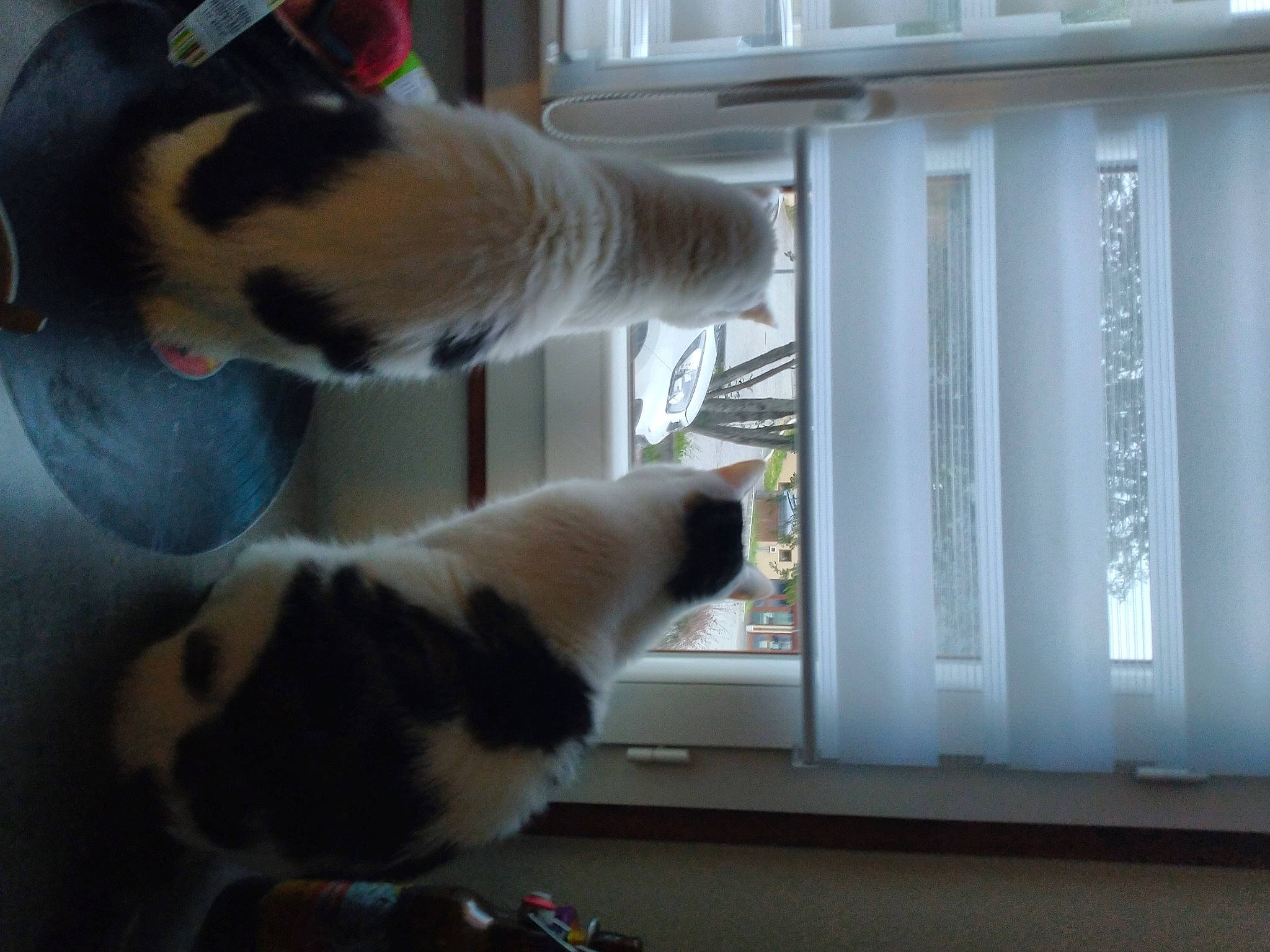 Anubis Et Osiris a rejoint le concours — aidez-le/la à gagner de superbes lots ! carnivore, cat, felidae, fur, nose, paw, polydactyl_cat, small_to_medium_sized_cats, tail, whiskers, window